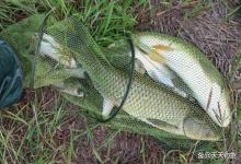 夏季钓鱼，地形满足3个条件，一定是个爆护钓位