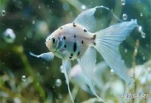 揭秘：鱼缸水质发白浑浊、鱼儿烂鳍？不是换水少，而是你忽略了这2点！