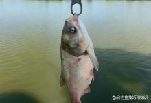 黑坑无限回锅鲢鳙的正确钓法