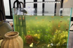 90%新手死鱼根源：宁愿研究鱼缸净化，也不愿换一桶水