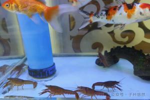买的小龙虾可以放进鱼缸吗？据说可以净化脏水？别再上当受骗了！