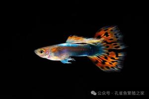 孔雀鱼有多通人性？作息全程随主人！养熟堪比猫狗，太治愈了