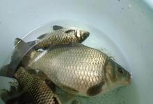 钓鱼看水色很重要！这5种水色下鱼口最猛，下竿就能连着上