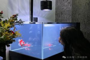90%养鱼人早已沦为“鱼缸奴隶”，你被鱼缸绑架生活了吗？