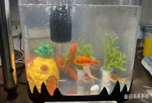 鱼缸表面有一层油膜和泡沫怎么办？鱼缸上面有油膜一层泡沫怎么回事？