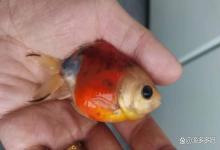 新手养鱼总踩坑！为什么说观赏鱼90%的疾病都与水质恶化有关？
