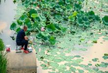 想在盛夏浮萍下钓好鱼？这些方法别错过