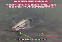 河南男子钓上大肚子鳜鱼,身后鱼崽不肯离去!男子将鱼获放生:值几百块,但于心不忍