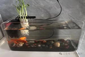 鱼缸水培大蒜,到底是实用技巧还是智商税?