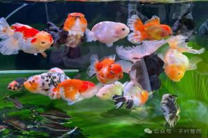 初次养鱼怕养死?认准这6个品种,好养活还耐看