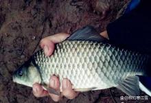 夏季钓鲫鱼，十有九空？记住这4句话，连竿到手软！