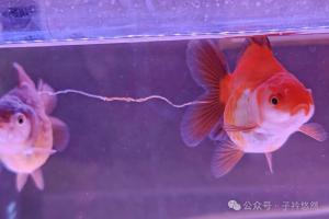 鱼缸“漂白线”一定要警惕!这不是鱼便,而是求救信号!