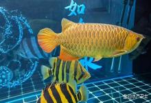 龙鱼浮头、急游、体色变暗？亚硝酸盐中毒后多久能好？答案在这里