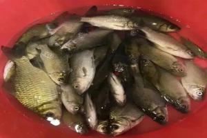 窝里鱼星直冒，就是不吃钩？别瞎换窝料了！只需改掉一个打窝动作，下竿就有口
