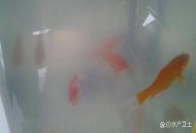 夏季鱼缸水体浑浊腥臭怎么办？鱼缸水浑发臭如何快速处理？