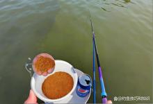 详细讲解钓黑坑鲤鱼的高蛋白饵料