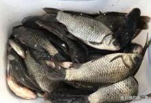 杂鱼闹窝？鲫鱼不开口？这8个饵料搭配，专治各种钓不到！新手照着配就能上鱼！