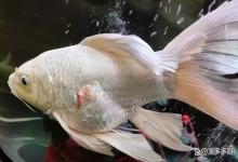 蝴蝶鲤鱼身体充血变红了怎么办？三个办法已备好，可查看