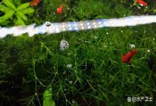 鱼缸水面总飘油膜，捞完隔天又复发？教你不换水不折腾，彻底根除！
