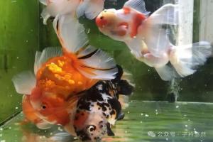 鱼是怎样分辨食物和粪便的?为啥金鱼喜欢啃缸底鱼便?