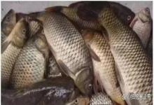 夏季野钓麦穗、鳑鲏闹到崩溃？老钓友只用了一瓣蒜，大鱼连竿！