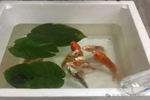 听说泡沫箱是养鱼神器,用来养鱼不容易死是真的吗?