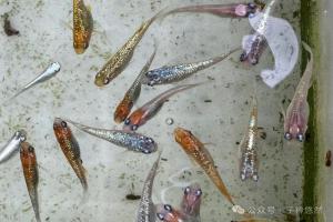 观背青鳉饲养全攻略,抓好细节少死鱼、常年繁殖