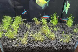 水草无菌杯入水容易烂叶？弄懂转水，轻松养好一缸水草