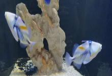叉斑鳞鲀是什么鱼？