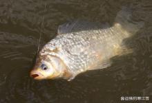 野钓常年难遇大物？饵料只是次要因素，3套调漂法找准底层鱼才是关键！