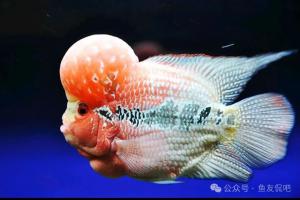 千万不要跟风养这6种鱼，它们不是缸霸就是命短