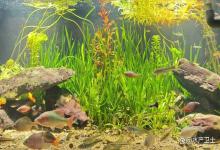 鱼缸浑浊雾蒙蒙爆氧可以解决吗？鱼缸换滤材后浑浊雾蒙蒙的怎么办？