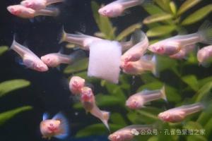 孔雀鱼饿没饿、吃撑没?看这4个细节,再也不喂错!