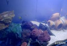 鱼缸水白浑浊有腥臭味怎么处理?新手养鱼鱼缸水浑浊腥臭怎么变清?