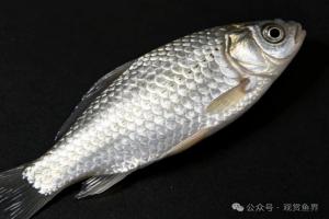 源自中国的金鱼传遍全球,各地选育优化,化身各式华侨金鱼,样貌全都焕然一新
