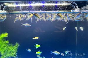 鱼总浮头大口喘气？别急着开增氧泵，多半不是缺氧