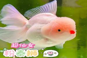 怎样养好虎鱼