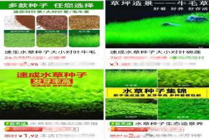 鱼缸种草最大智商税：廉价水草籽，真的种不出来水草！
