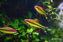 鱼缸水腥臭，且有微小气泡怎么处理？鱼缸水有气泡、刺鼻味怎么去除？