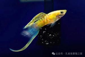 越折腾越死鱼!孔雀鱼养水你养对了吗?