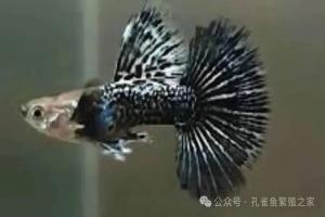 养鱼上瘾?!养鱼的“赌性”可太大了