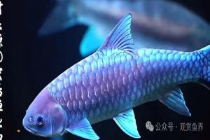 为什么近年养蓝吉罗的鱼友越来越多?