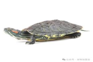 90%养龟新手都搞错水位！不是刚过背就好，水深错了，龟会悄悄溺水腐甲