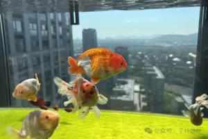 春天清澈见底的鱼缸,到了夏天怎么一股鱼腥味?