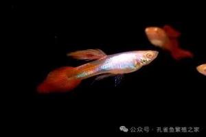 哪几种好养活的活食,孔雀鱼吃饱喝好必备!