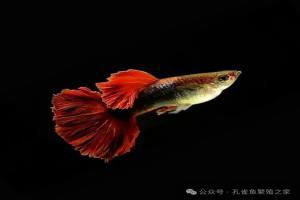 养鱼心训,养孔雀鱼是追求繁殖,副业,还是品种?