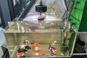 10块钱的蛋白棉,害死整缸鱼,这是谁的锅?