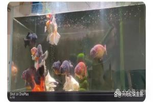 养鱼的男人值不值得女人拥有