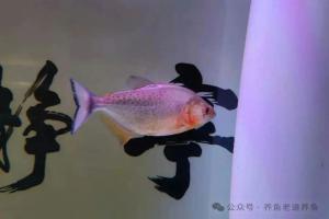 一个常被忽略的养鱼问题:喂得越饱鱼死得越快?还不容易繁殖?