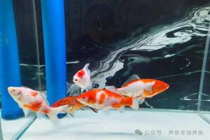十大常见冷水鱼,饲养难度从易到难排名,兰寿金鱼稳居天花板